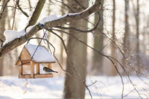 Stärken der Vogelfutterhӓuser im Garten
